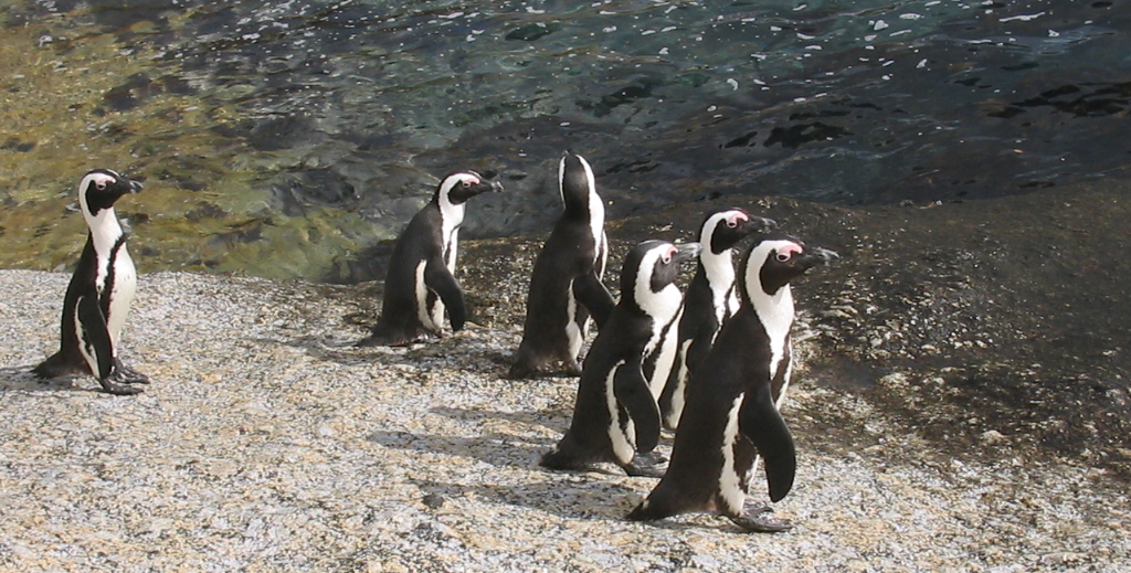 penquins2